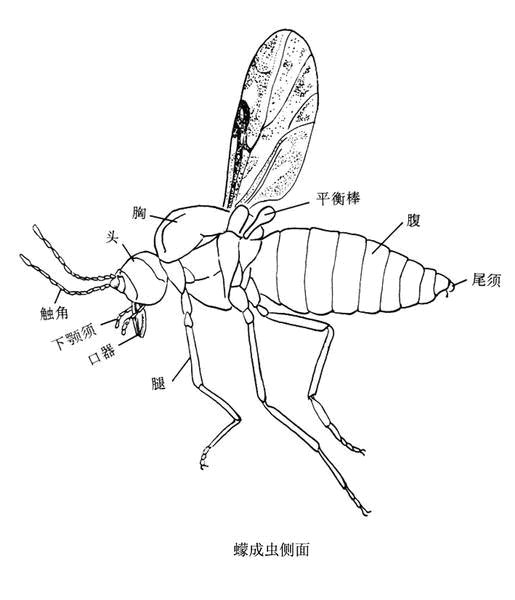 【北京除虫公司】中泰兴盛