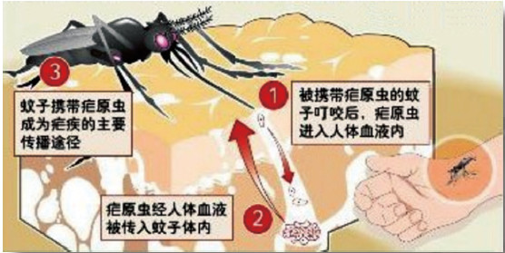 杀虫公司 除虫公司 灭虫公司 中泰兴盛 消杀公司 疟疾 消杀公司 消毒公司 中泰兴盛