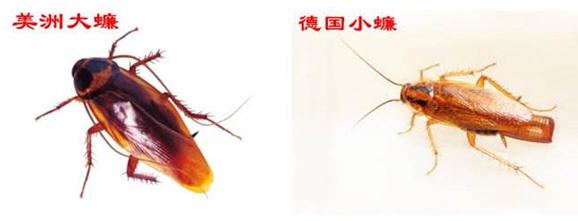 杀虫公司 除虫公司 灭虫公司 中泰兴盛