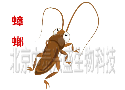 杀虫公司 除虫公司 中泰兴盛 灭虫公司 消杀公司