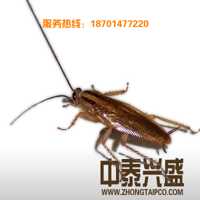 灭蟑螂 杀虫公司 除虫公司 灭虫公司 消杀公司 中泰兴盛