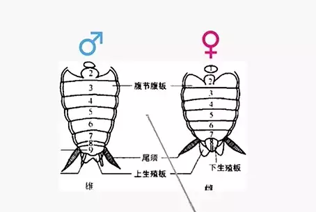 杀蟑螂 杀虫公司 灭虫公司 除虫公司 中泰兴盛