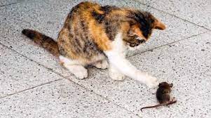 生物灭鼠 猫捉老鼠 灭鼠公司 中泰兴盛