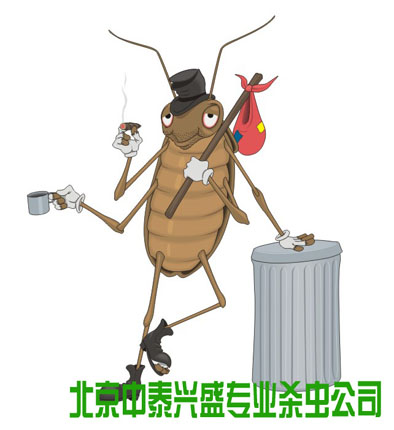 杀虫公司 除虫公司 蟑螂 灭虫公司 消杀公司 中泰兴盛