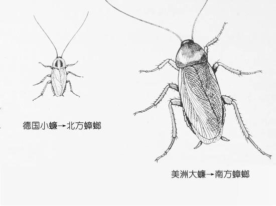 蟑螂 杀虫公司 中泰兴盛 除虫公司 zhongtaipco.com 灭虫公司
